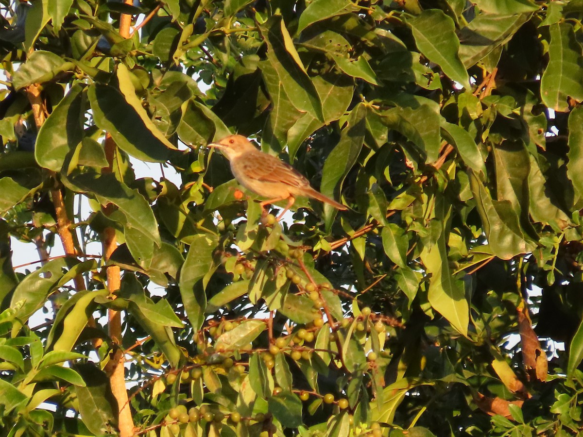 Rattling Cisticola - ML641121294