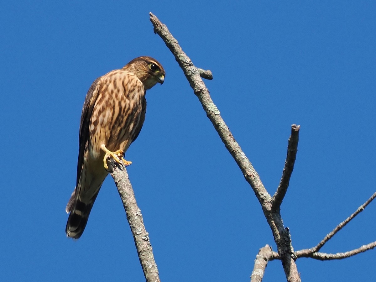 Merlin - ML641121315