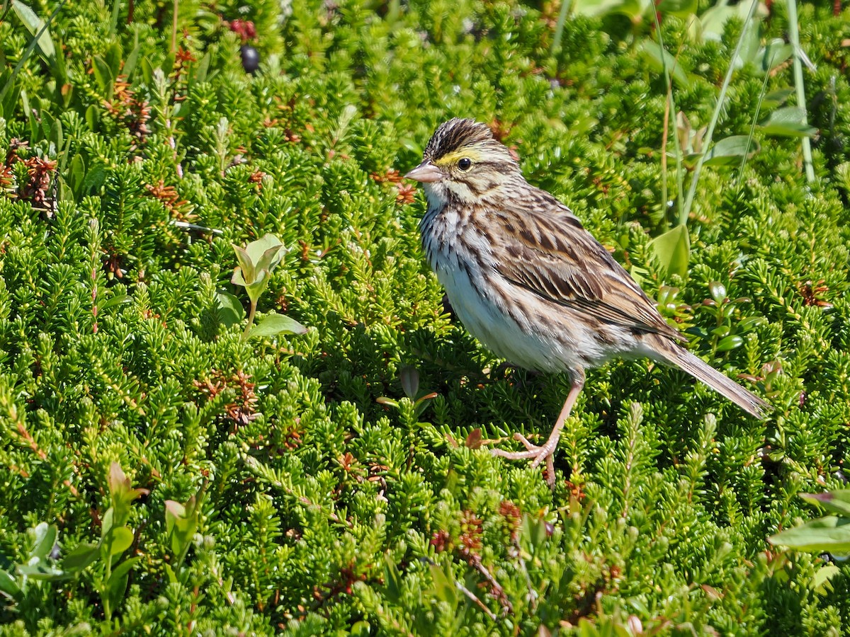 Savannah Sparrow - ML641121318