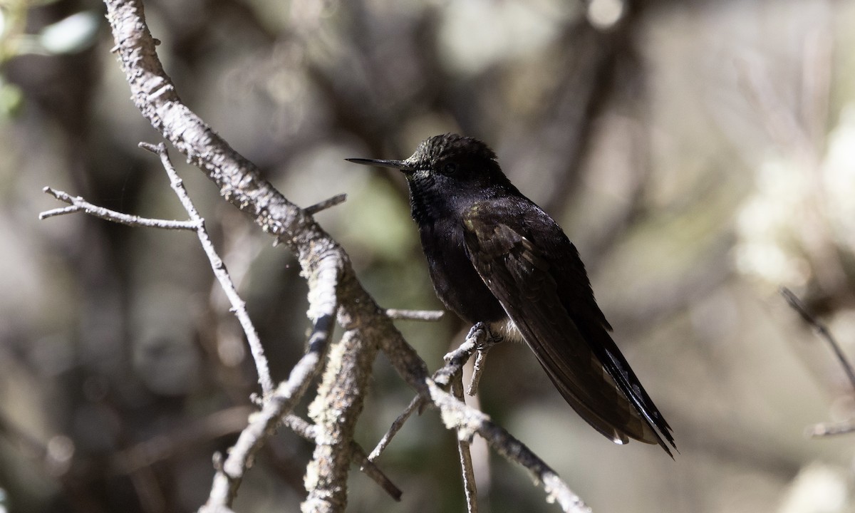 Black Metaltail - ML641121320