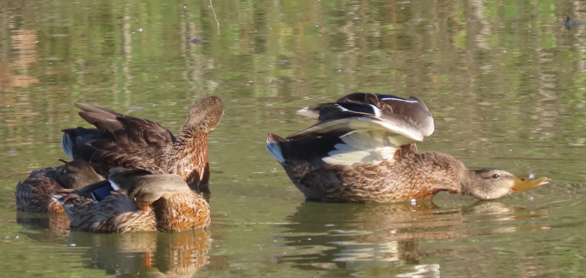 Mallard - ML641121346