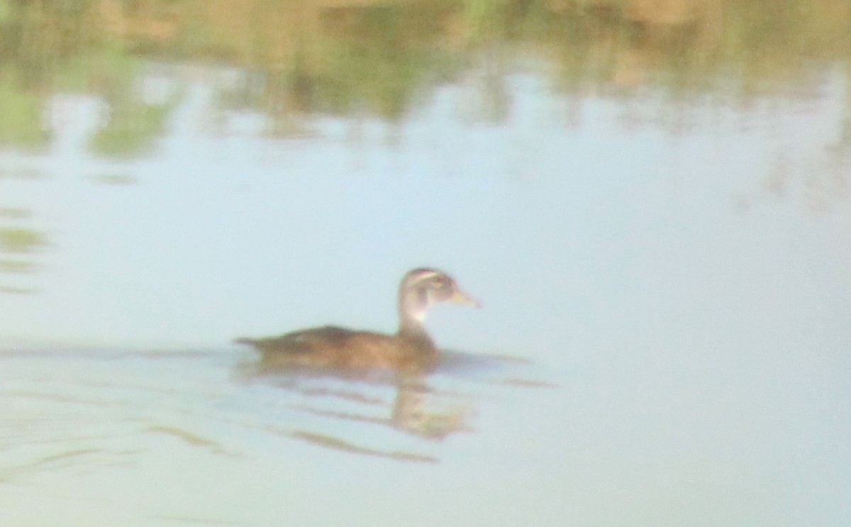 Wood Duck - ML641121348