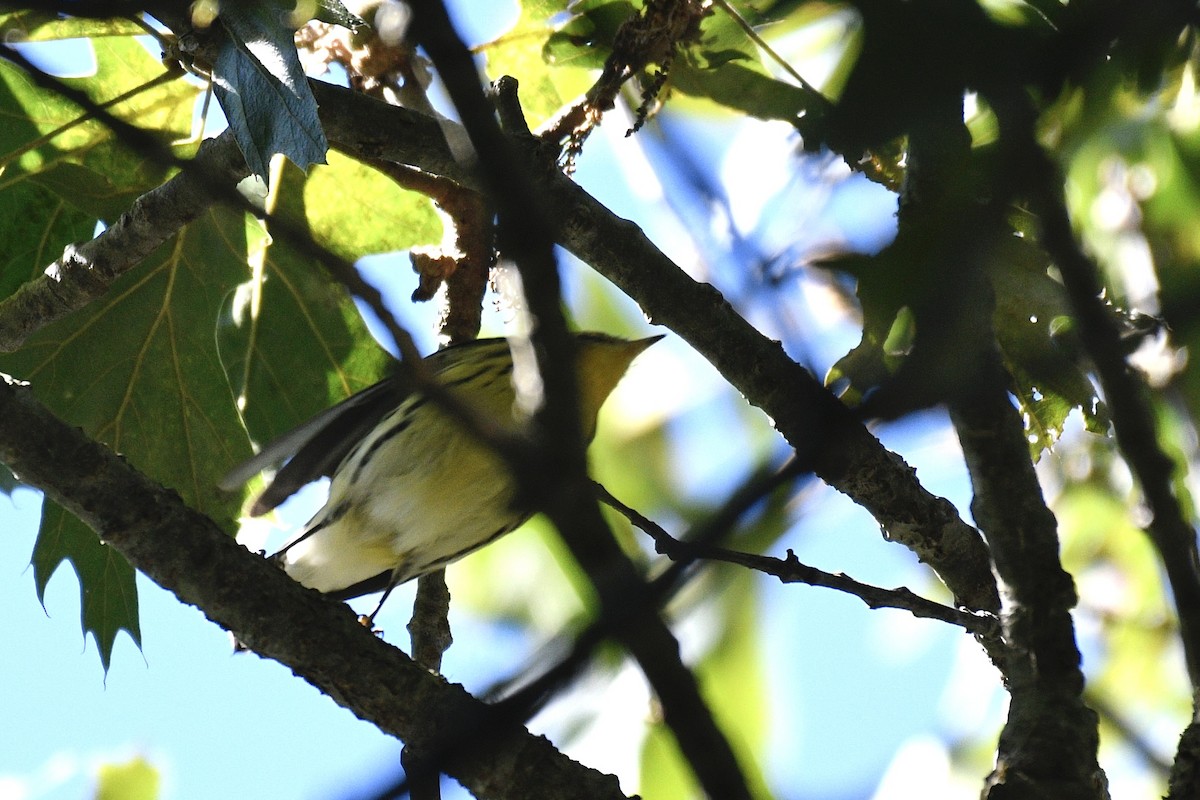 Blackburnian Warbler - ML641121355