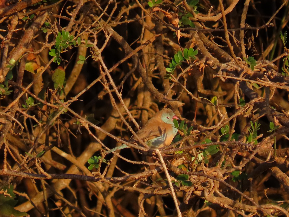Blue-capped Cordonbleu - ML641121357