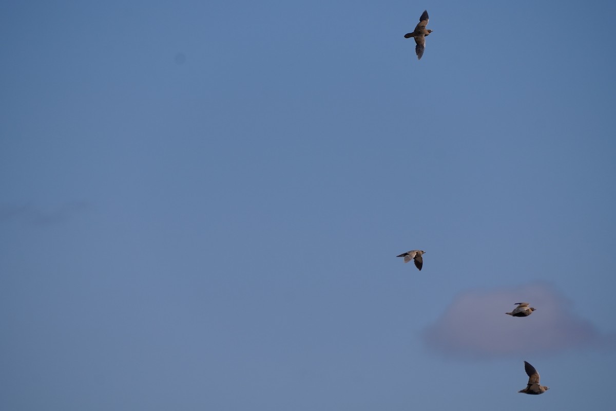 Black-bellied Sandgrouse - ML641121358
