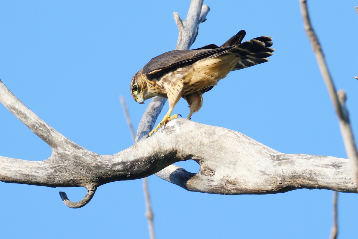 Merlin (columbarius) - ML641121374