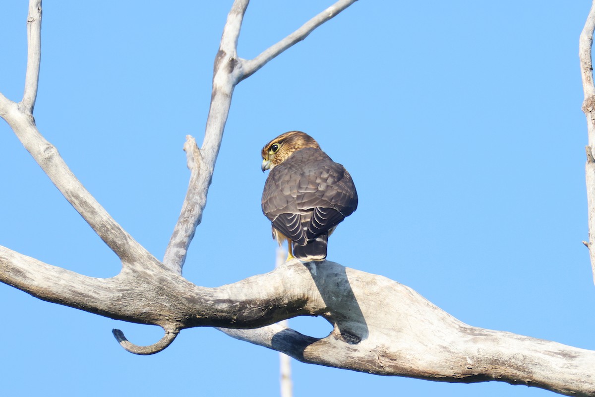 Merlin (columbarius) - ML641121375