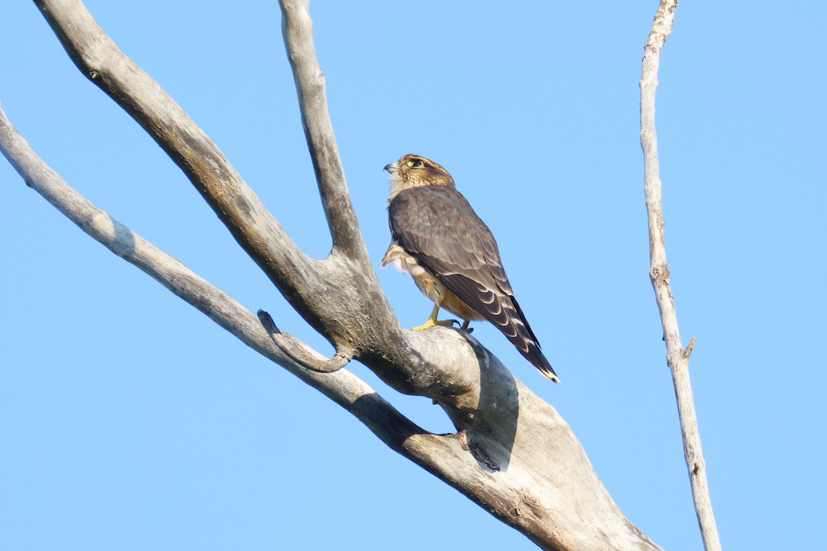 Merlin (columbarius) - ML641121376