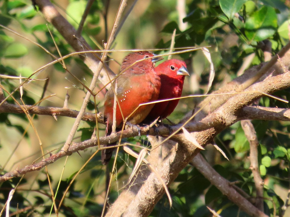 African Firefinch - ML641121378