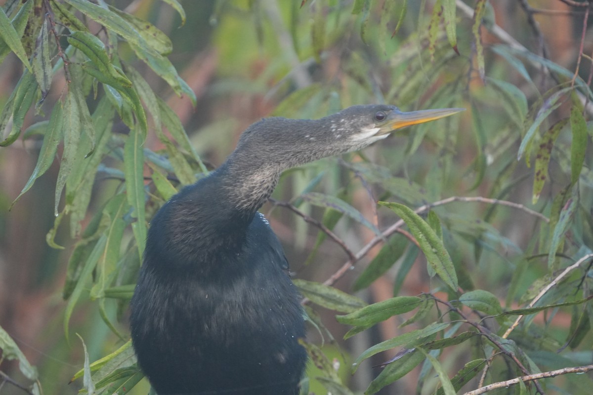 Anhinga - ML641121425