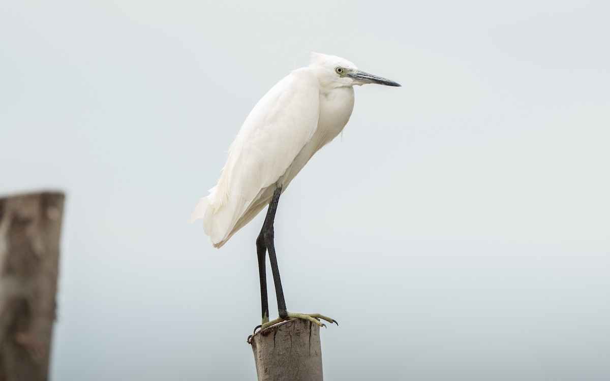 volavka stříbřitá - ML641121436