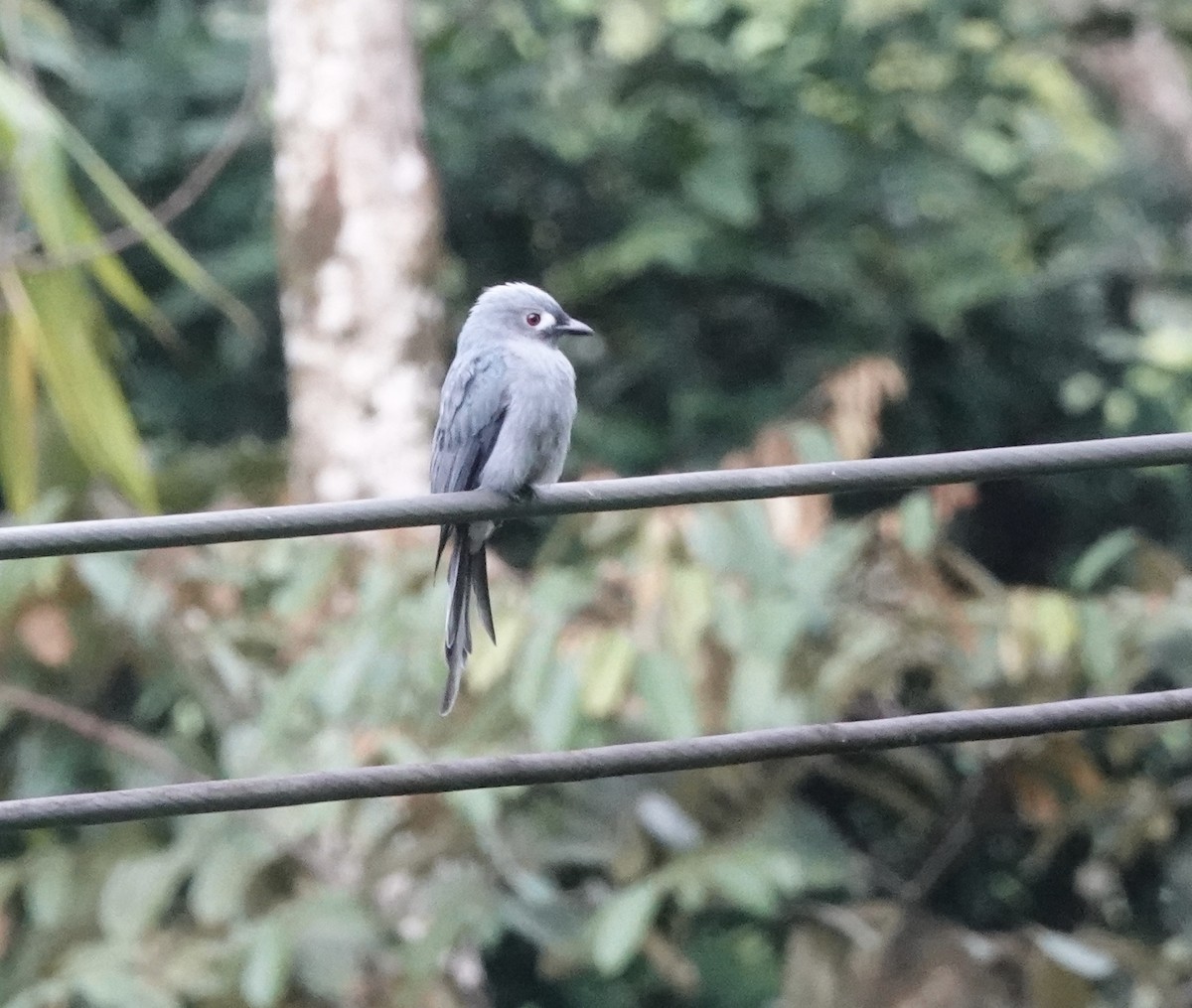 Drongo cendré (stigmatops) - ML641121454