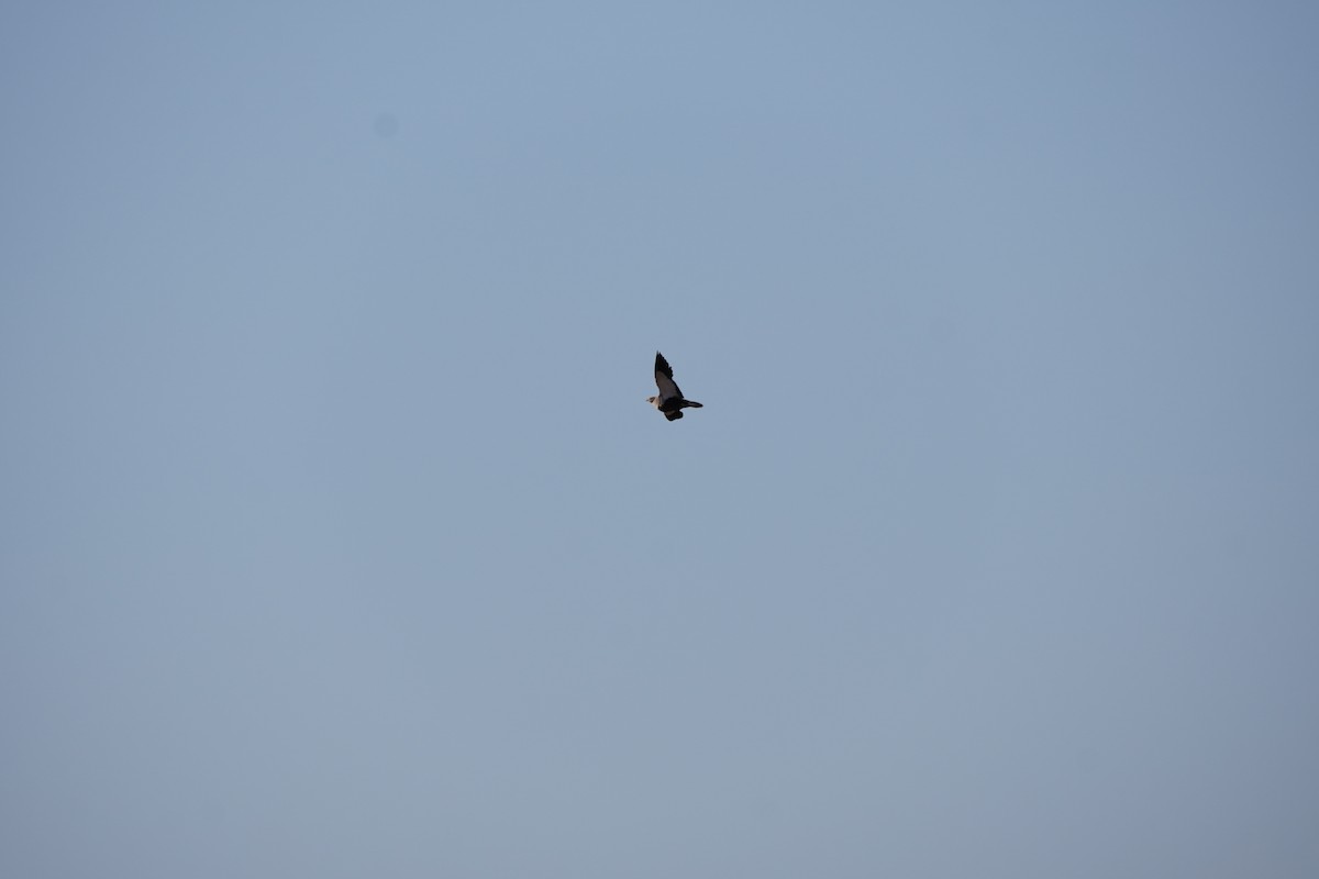 Black-bellied Sandgrouse - ML641121461