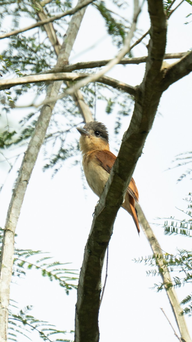 Crested Becard - ML641121467