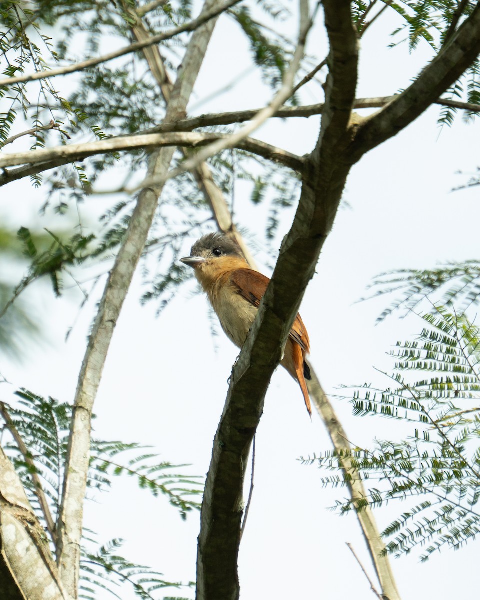 Crested Becard - ML641121468