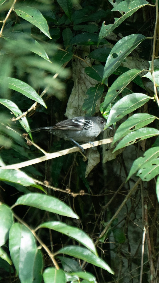 Sooretama Slaty-Antshrike - ML641121478