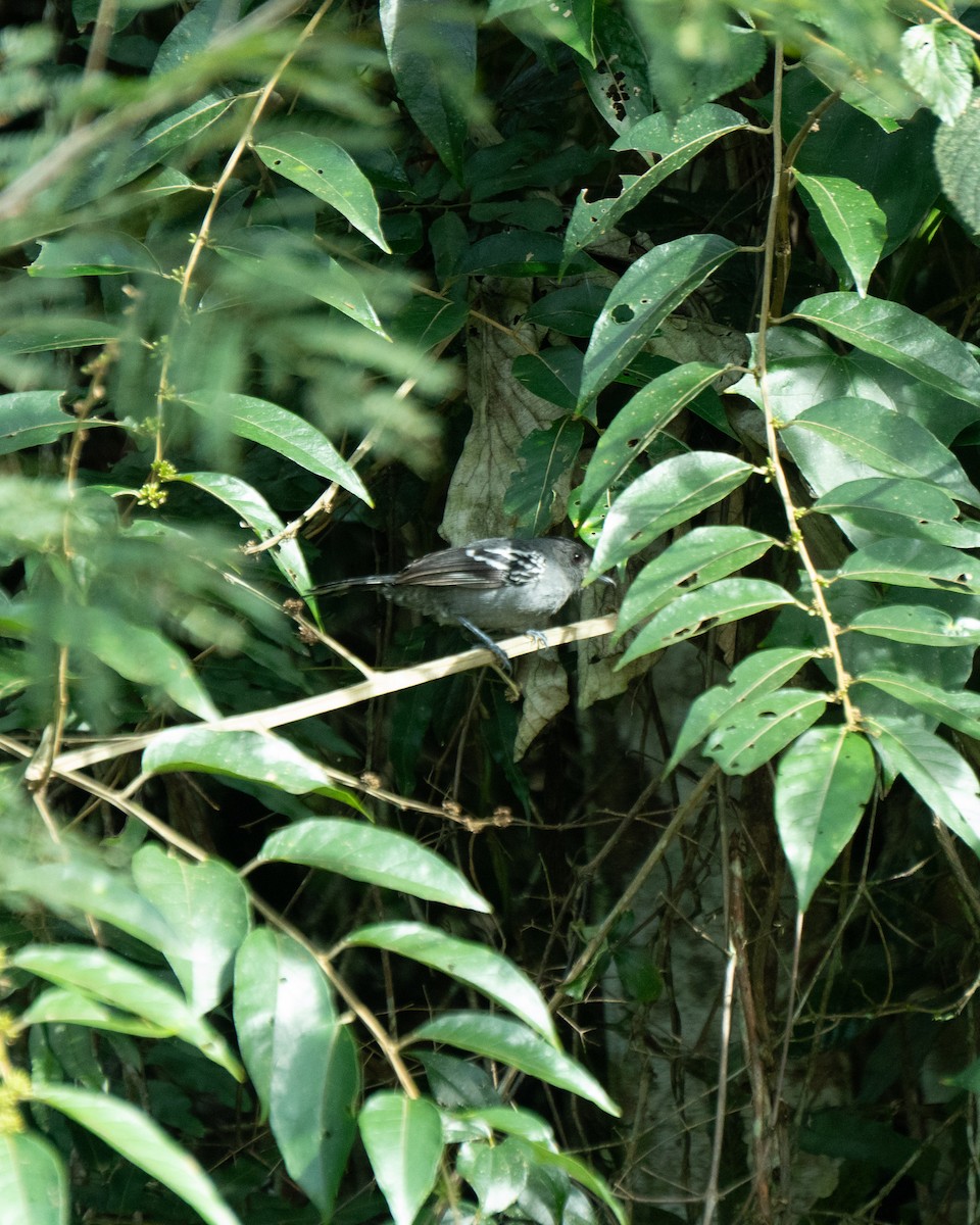 Sooretama Slaty-Antshrike - ML641121479