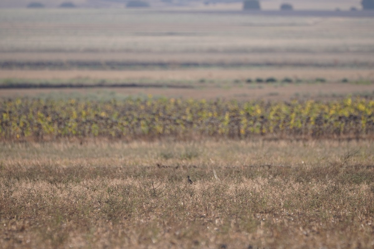 Eurasian Dotterel - ML641121508