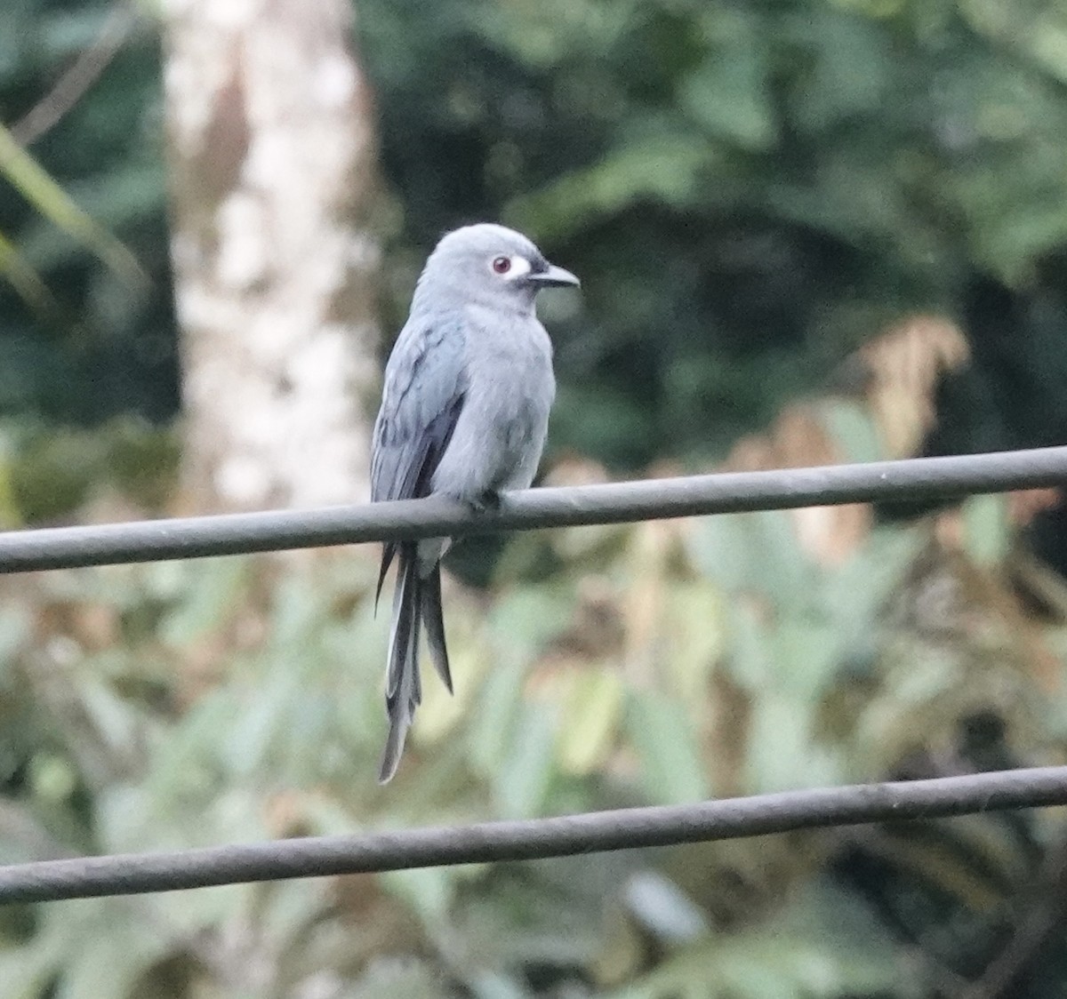 Drongo cendré (stigmatops) - ML641121526