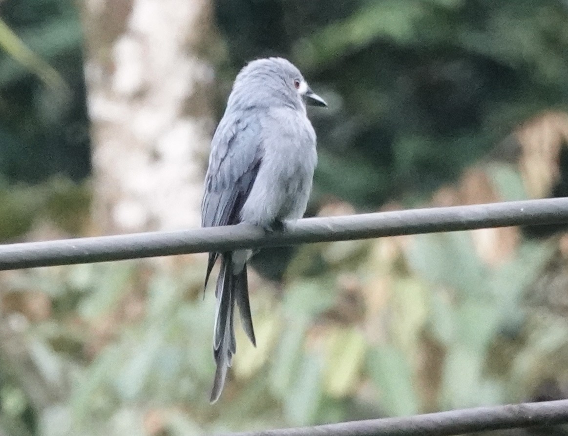 Drongo cendré (stigmatops) - ML641121539