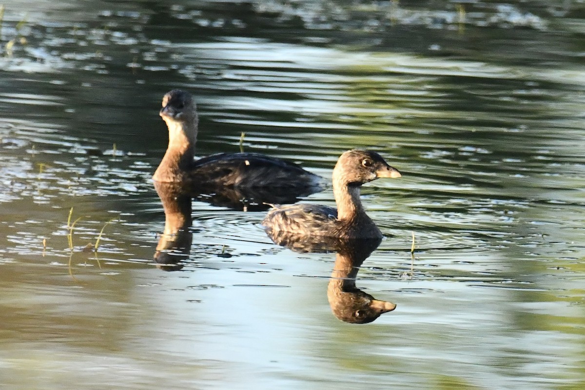 Pied-billed Grebe - ML641121547