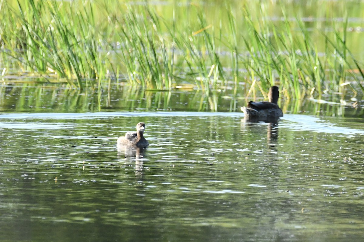 Pied-billed Grebe - ML641121548