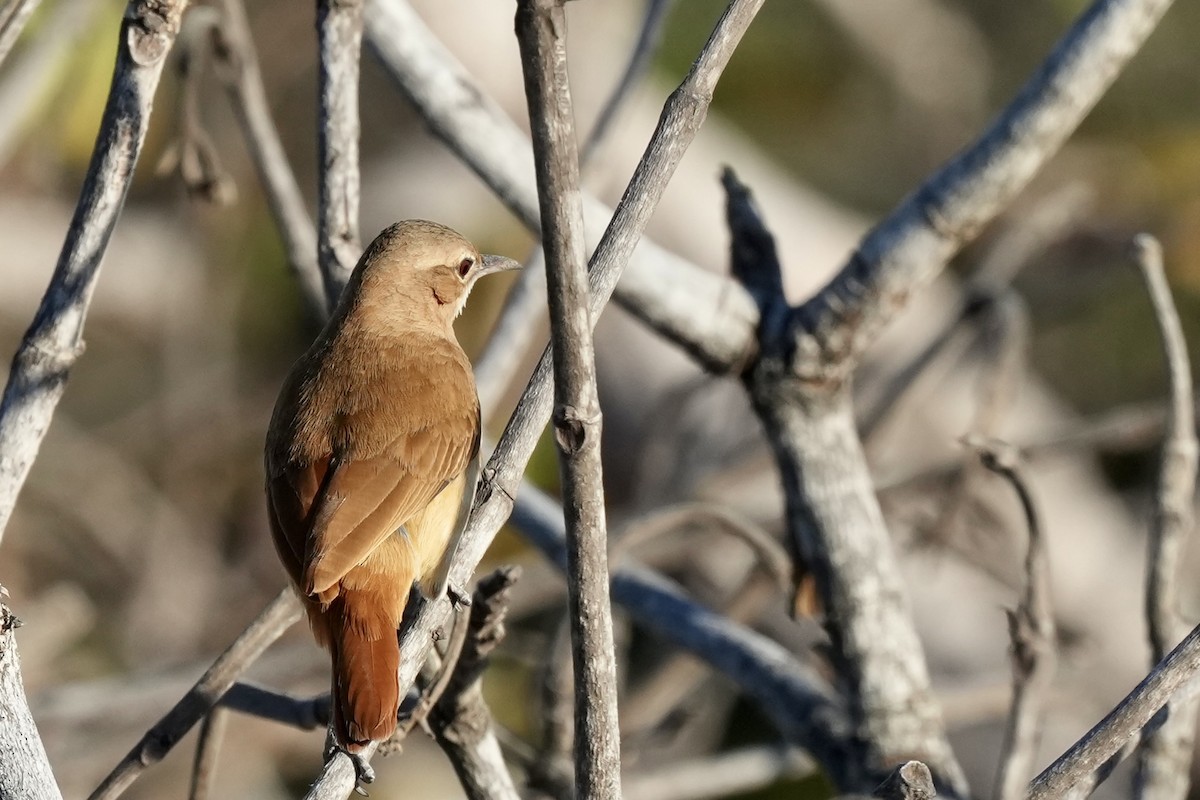 Rufous Hornero - ML641121559