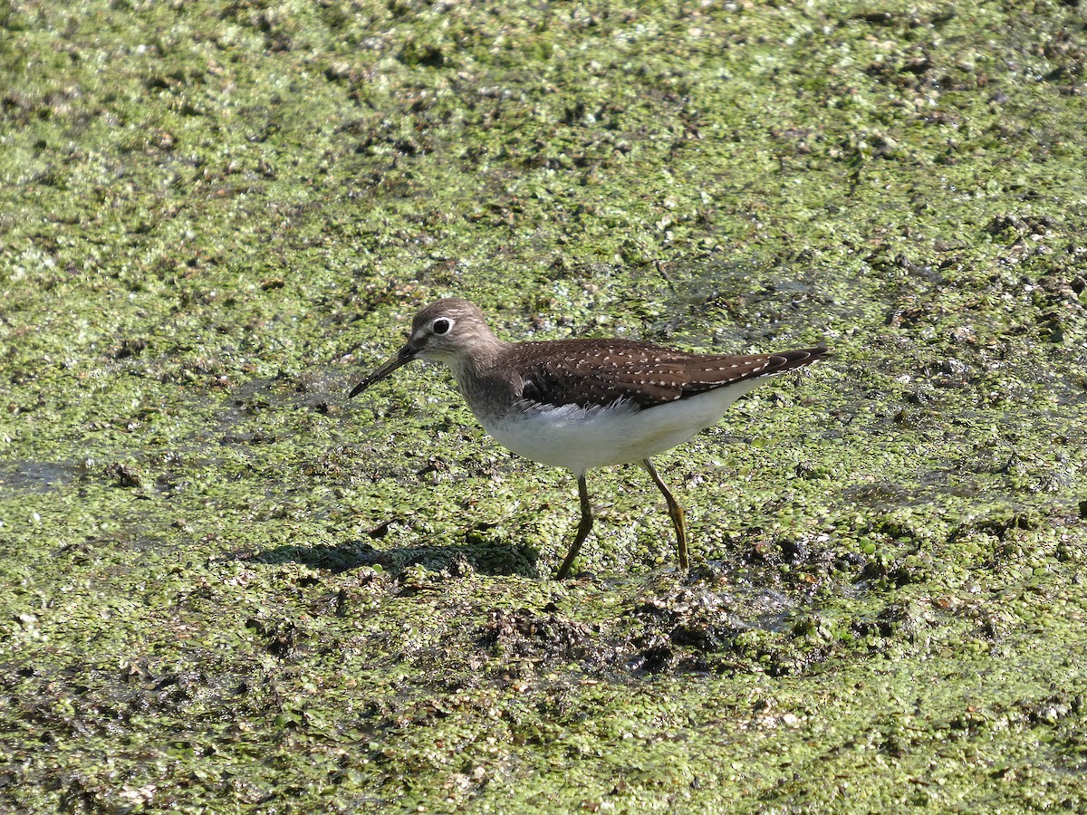ביצנית בודדת - ML641121608