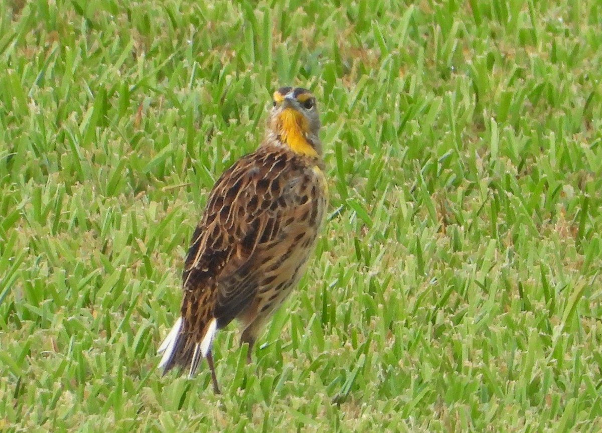 Eastern Meadowlark - ML641121615
