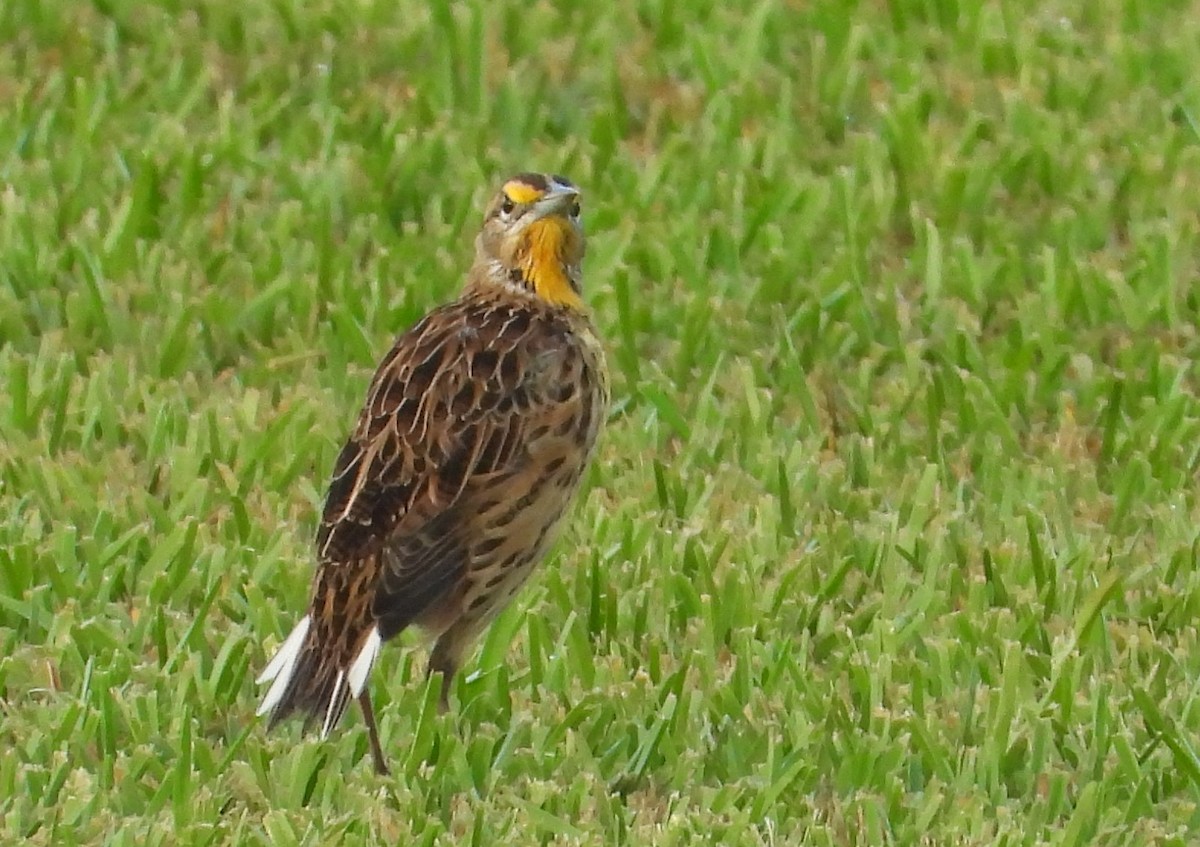 Eastern Meadowlark - ML641121616