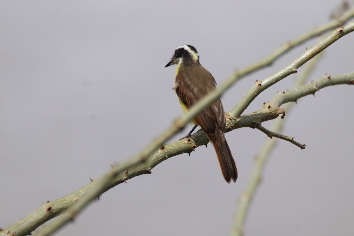 Lesser Kiskadee - ML641121618