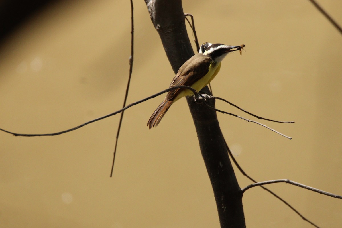 Lesser Kiskadee - ML641121620