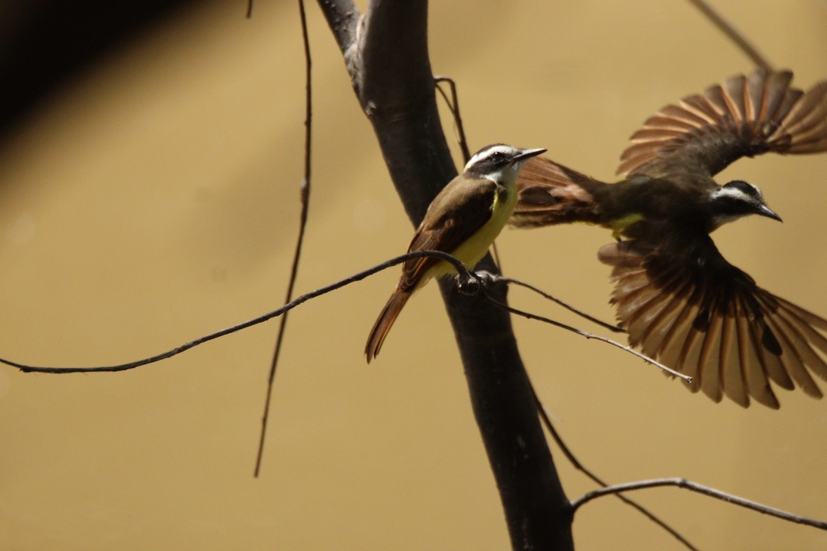 Lesser Kiskadee - ML641121621
