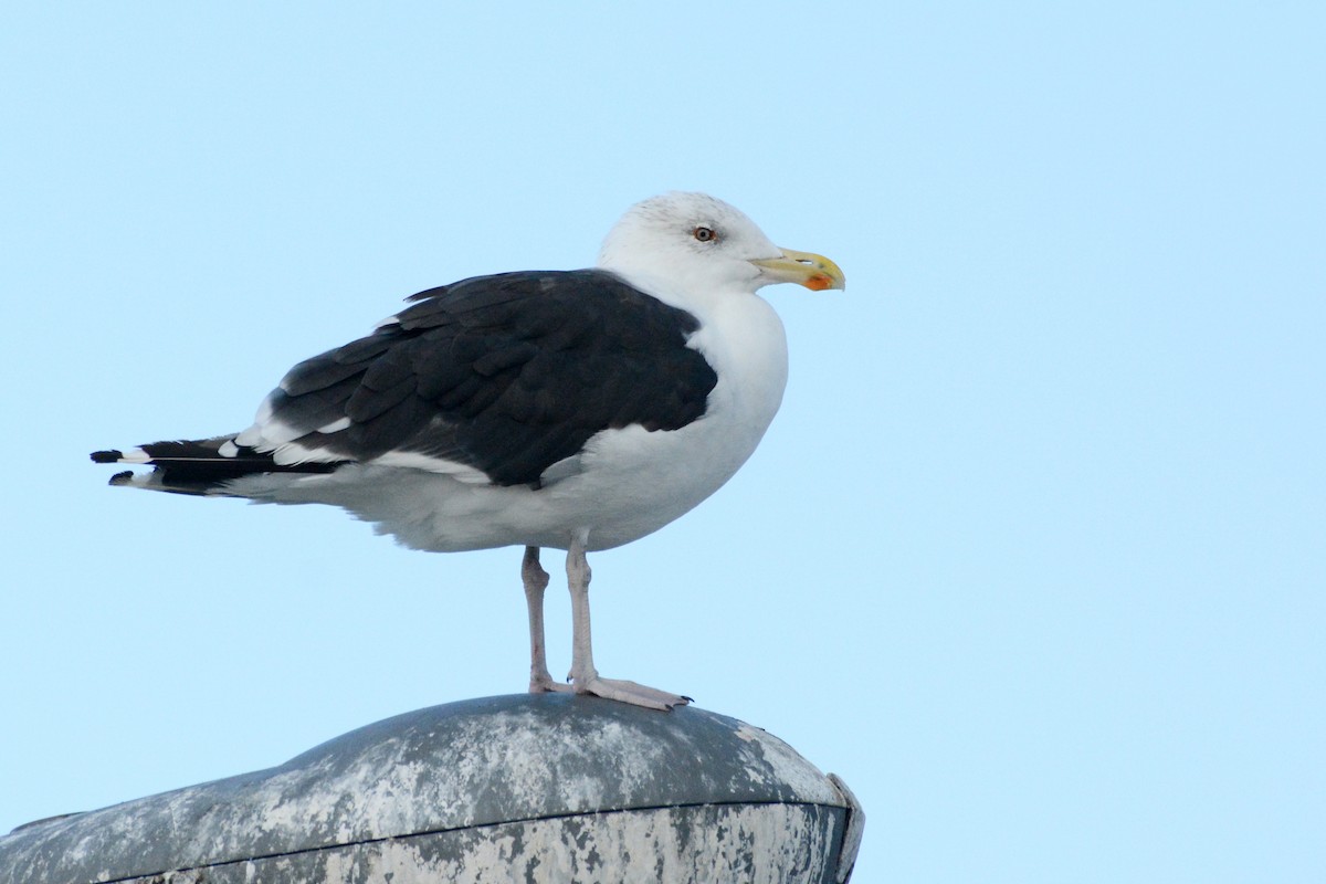 Great Black-backed Gull - ML641121622