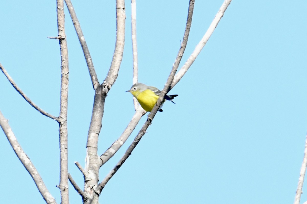 Magnolia Warbler - ML641121627