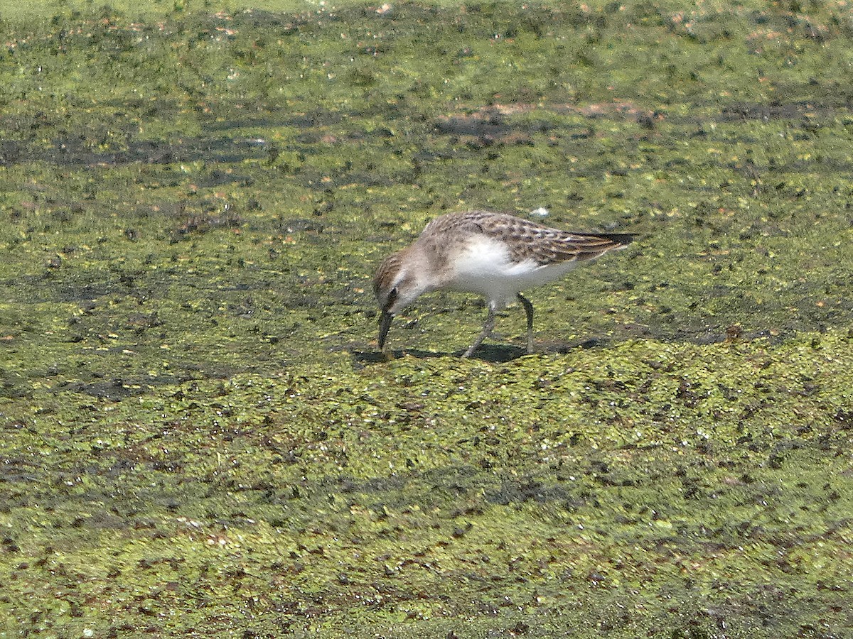 חופית אמריקנית - ML641121628