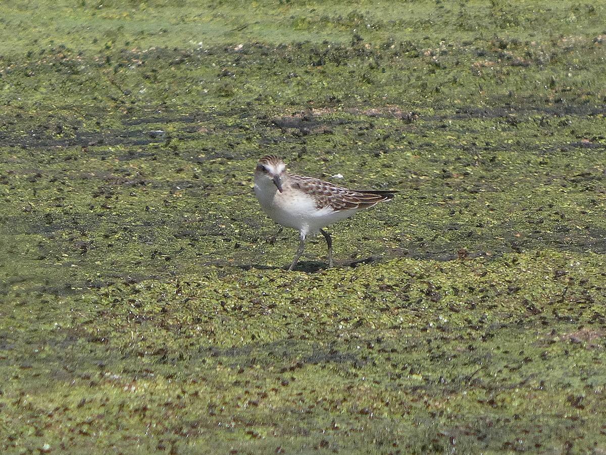חופית אמריקנית - ML641121629