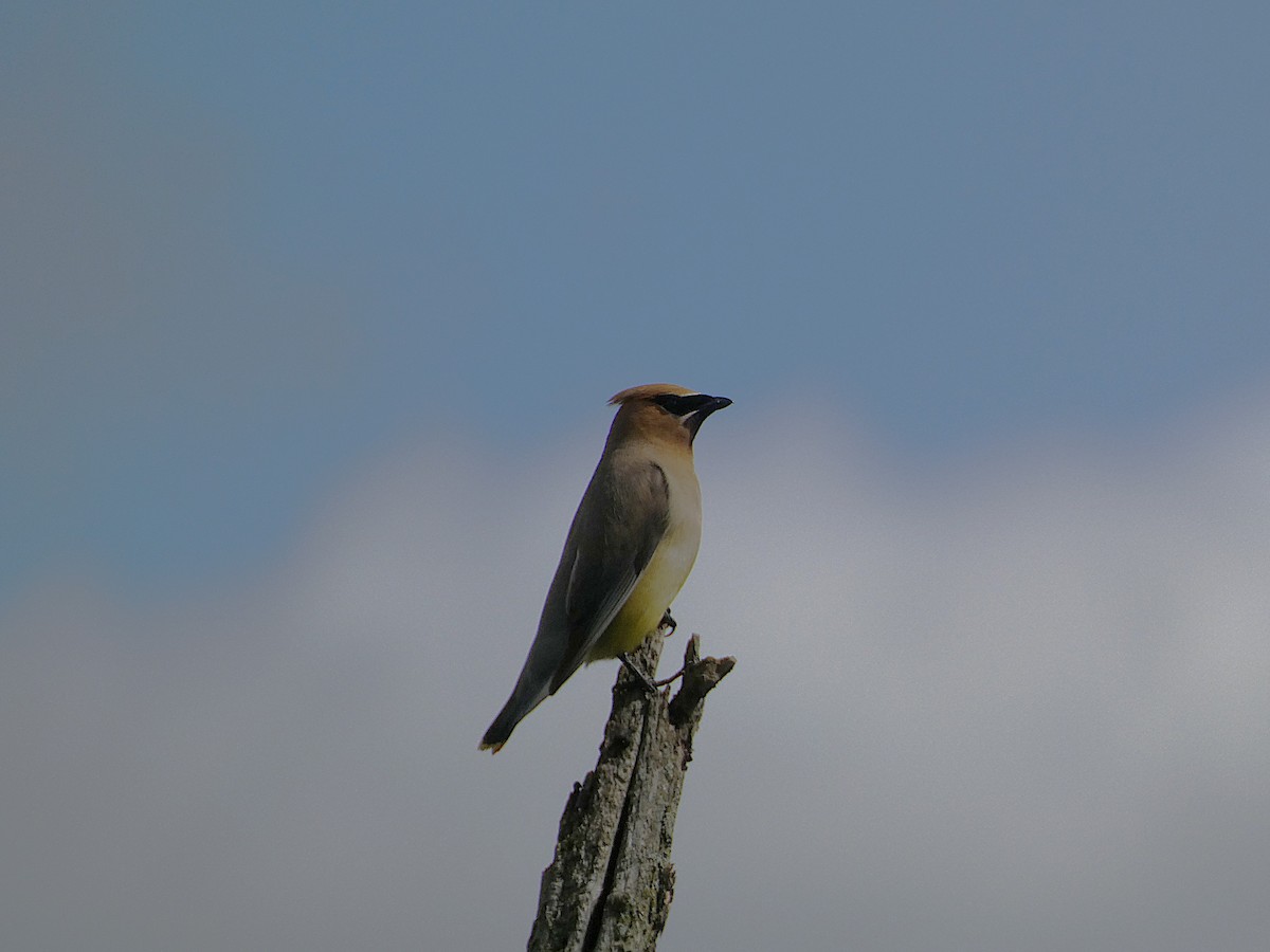 ציצנית אמריקנית - ML641121634