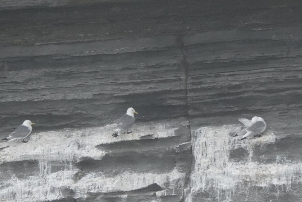 Gaviota Tridáctila - ML641121646