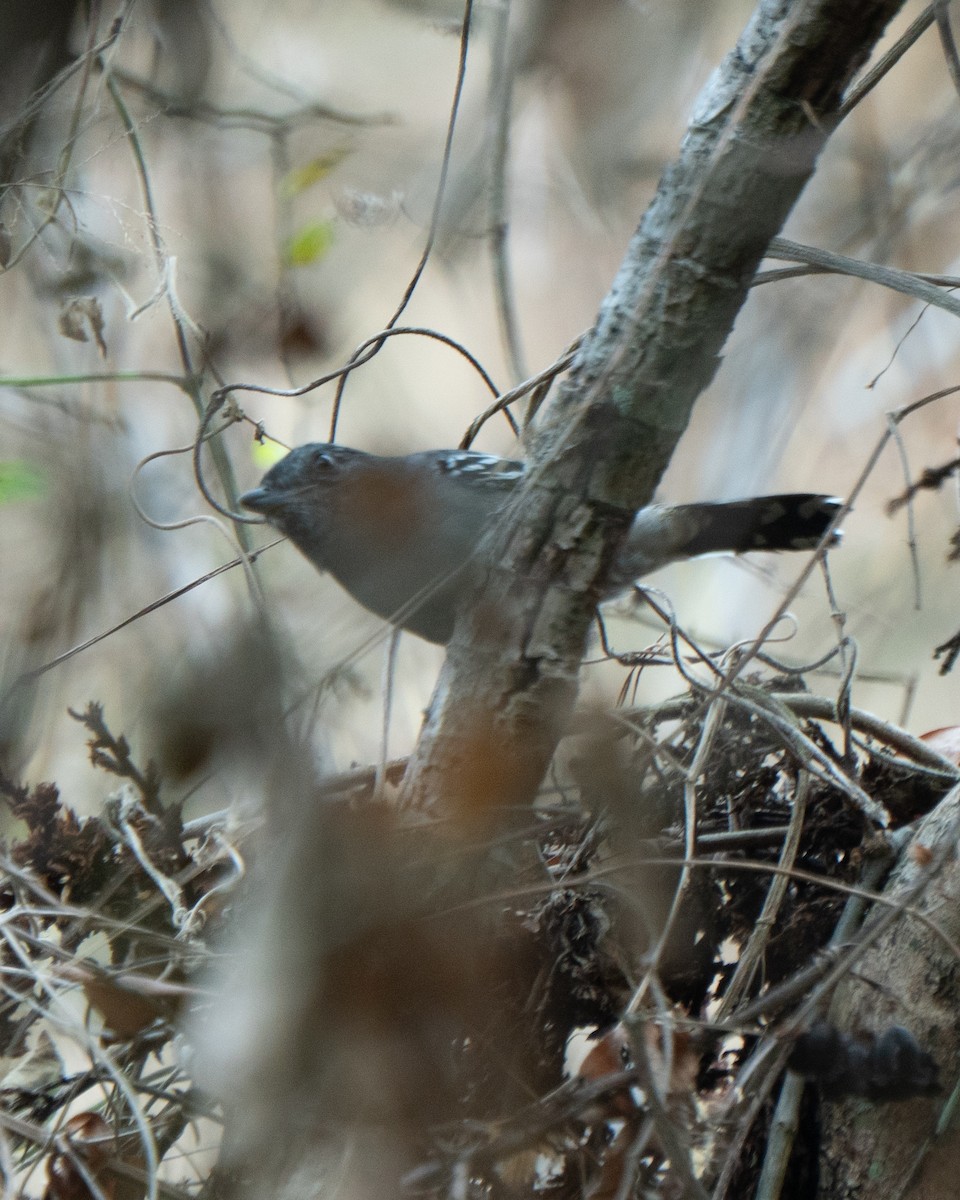 Sooretama Slaty-Antshrike - ML641121666