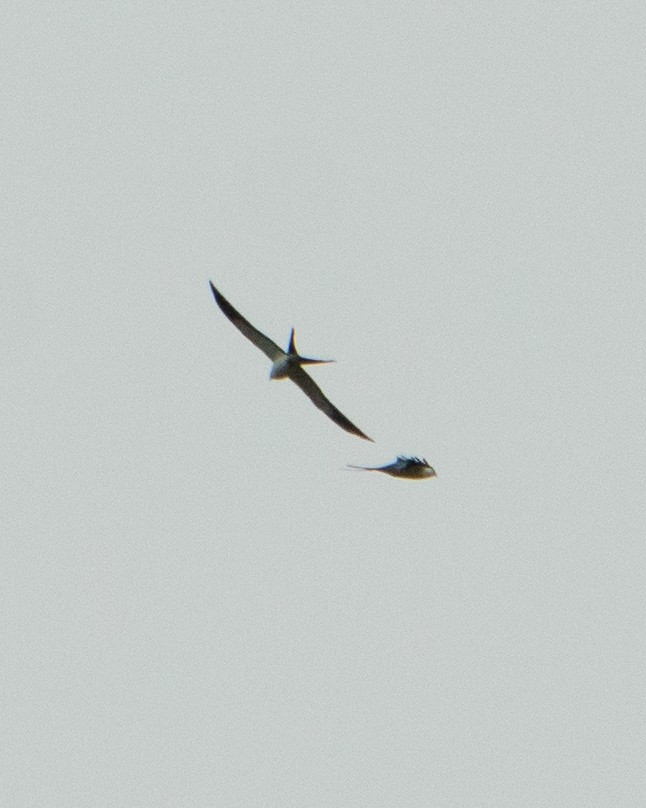 Swallow-tailed Kite - ML641121675