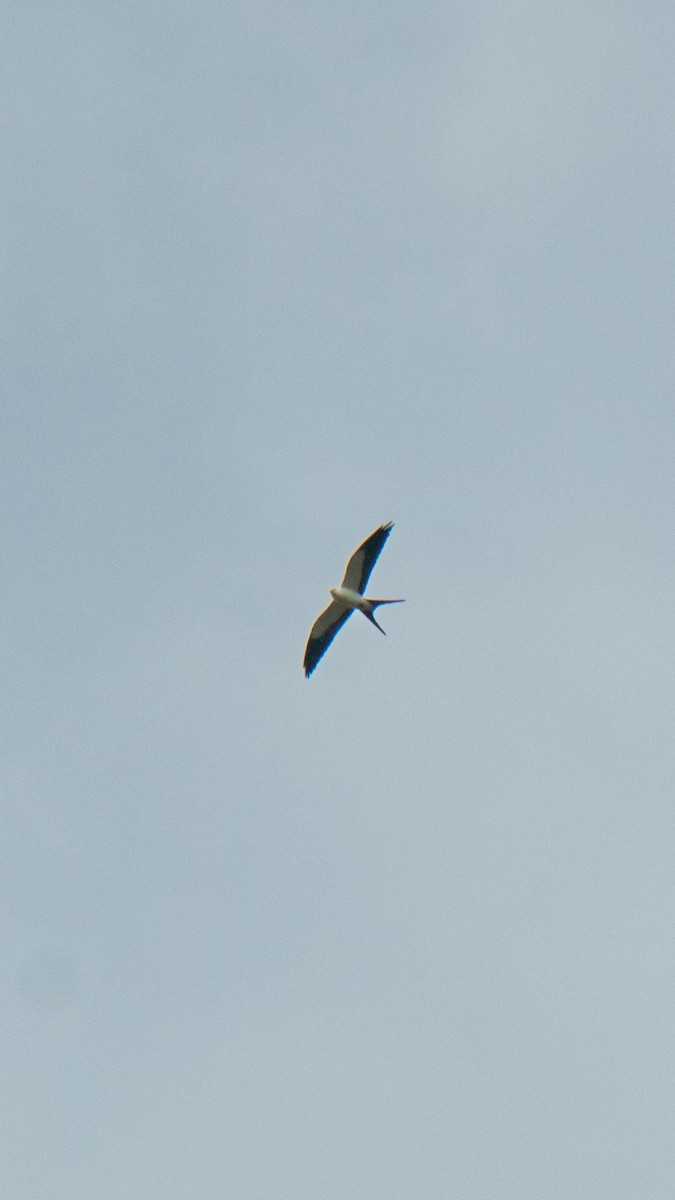 Swallow-tailed Kite - ML641121676