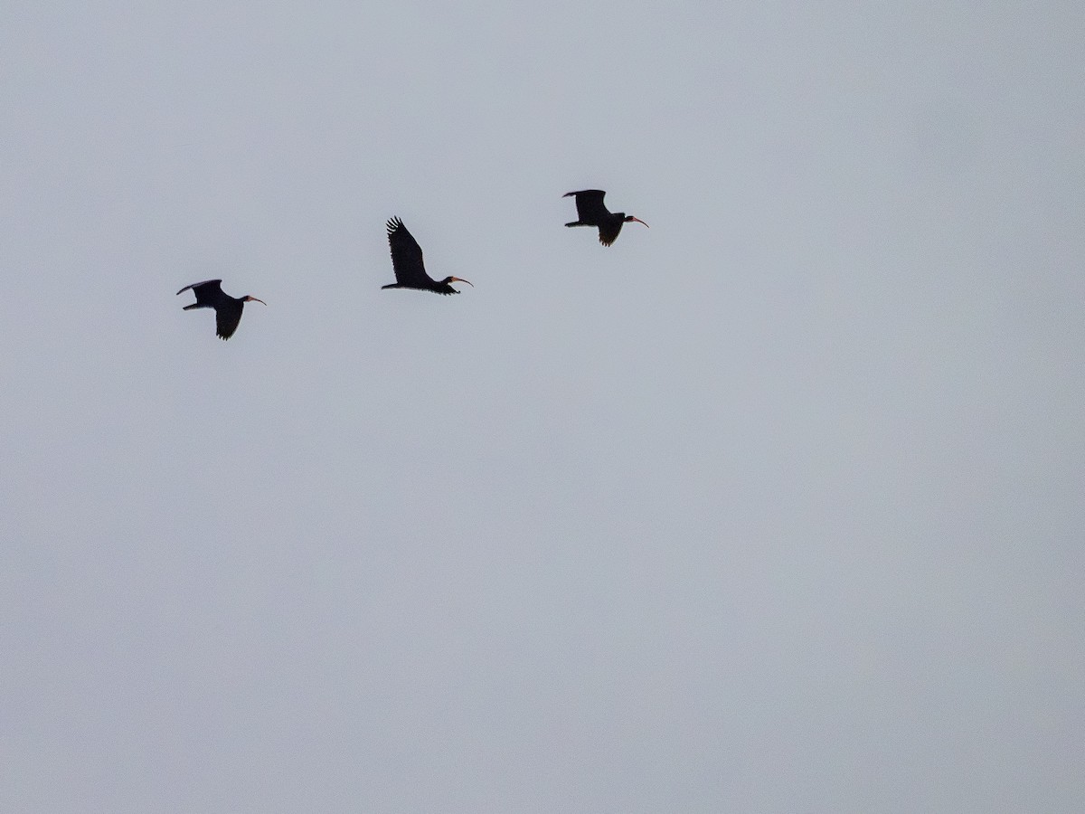 Bare-faced Ibis - ML641121678