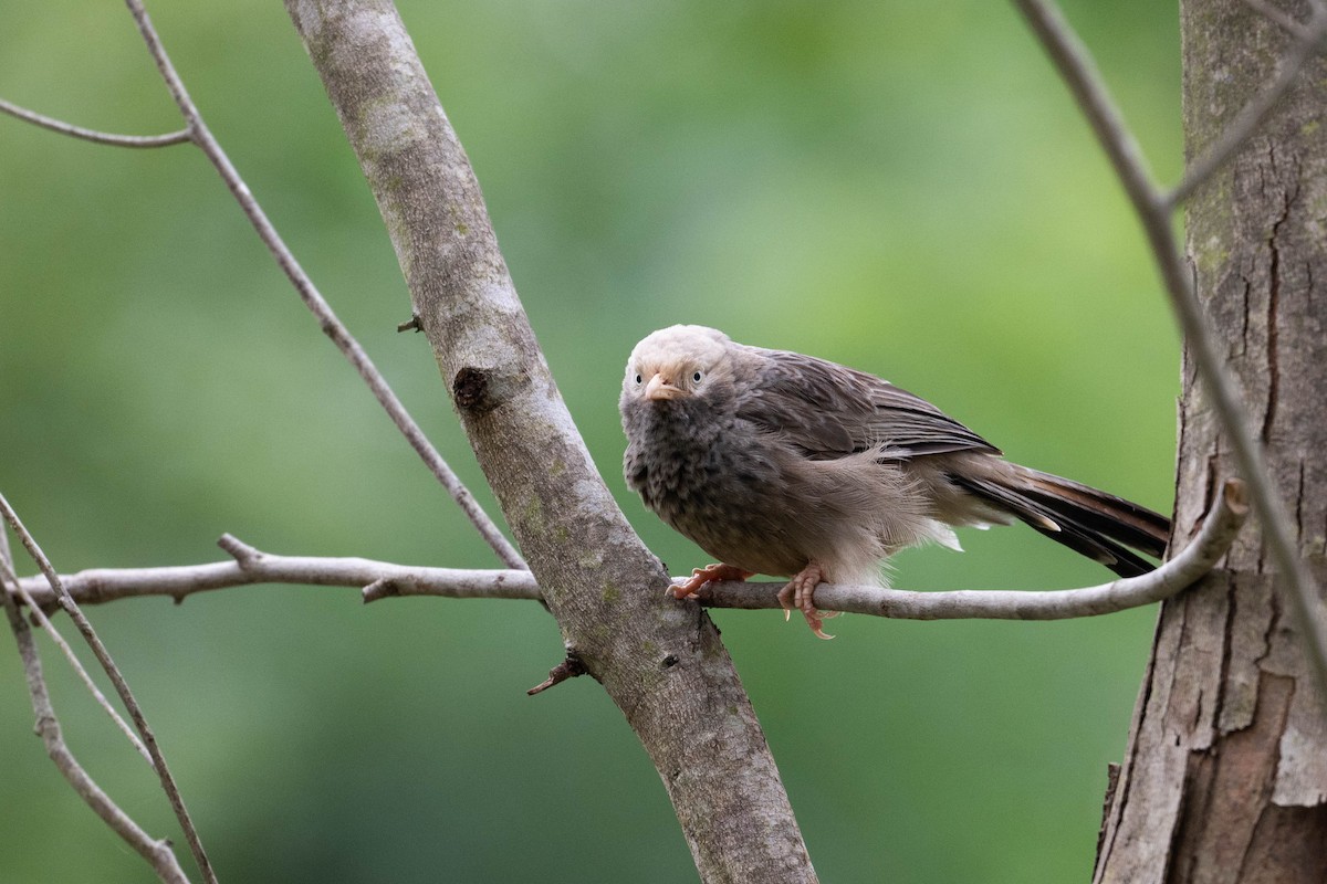 Yellow-billed Babbler - ML641121693