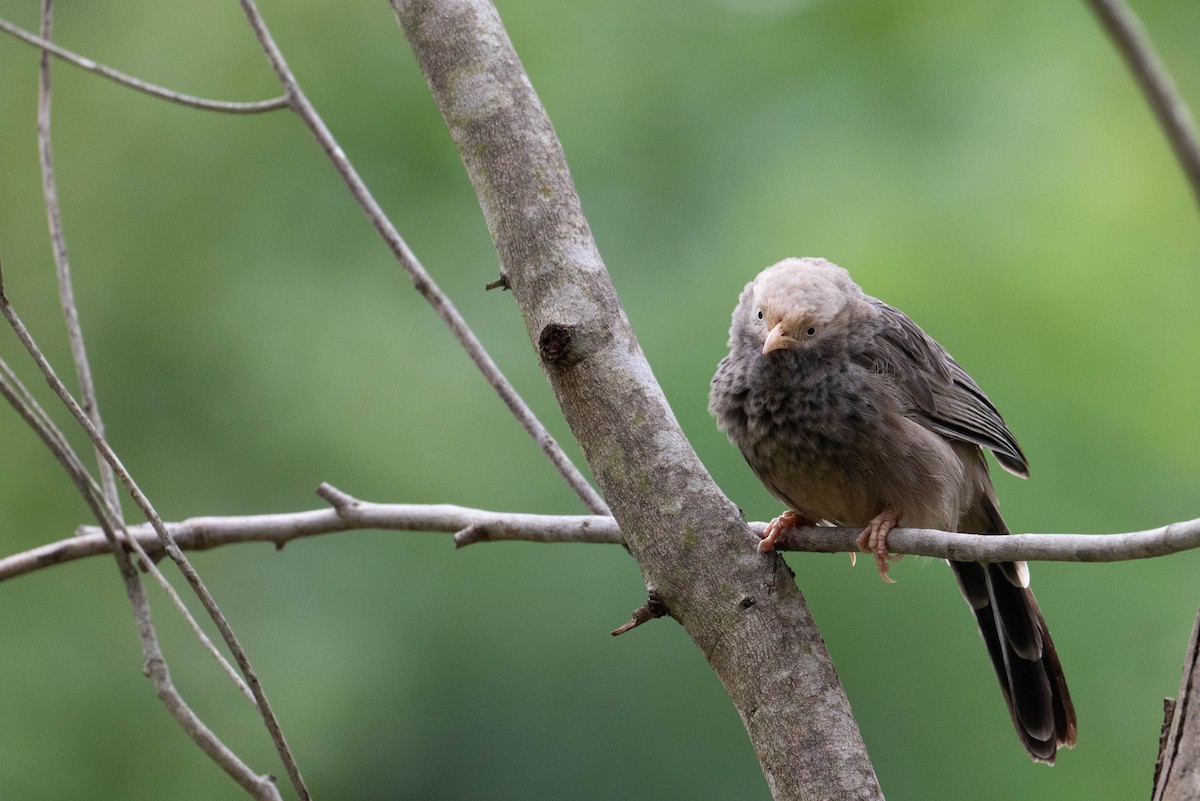 Yellow-billed Babbler - ML641121694