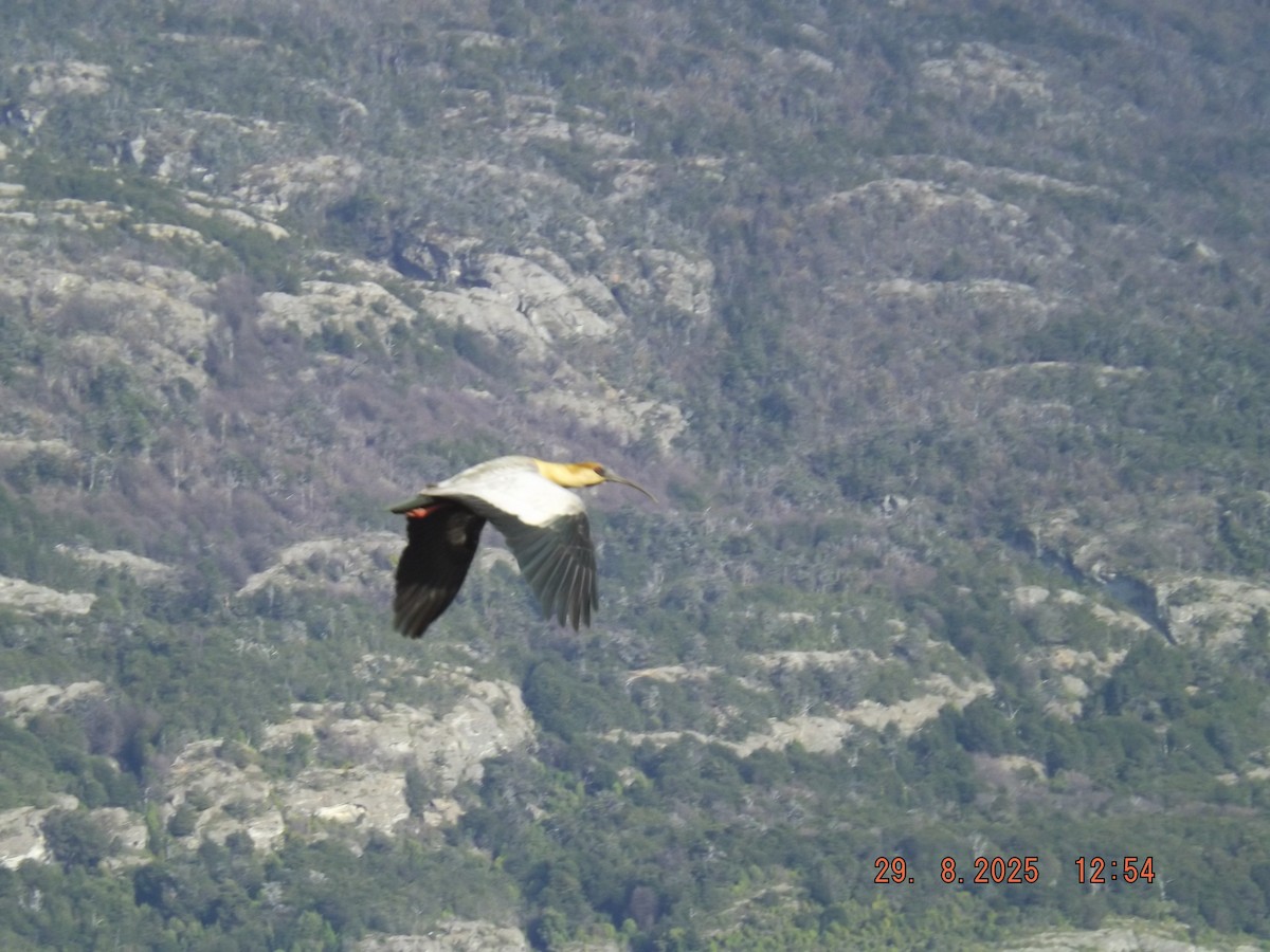 patagoniaibis - ML641121697