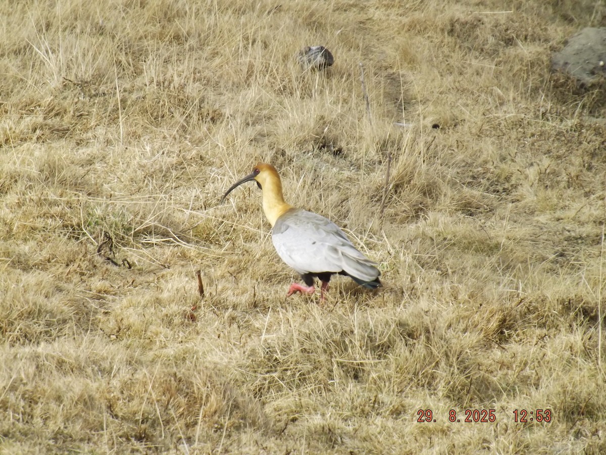 patagoniaibis - ML641121698