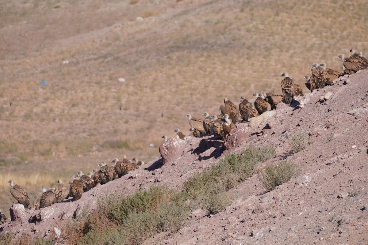 Eurasian Griffon - ML641121700