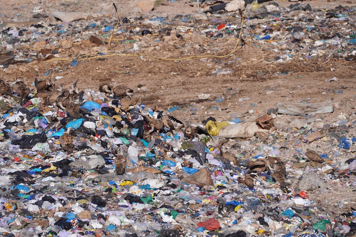 Eurasian Griffon - ML641121701