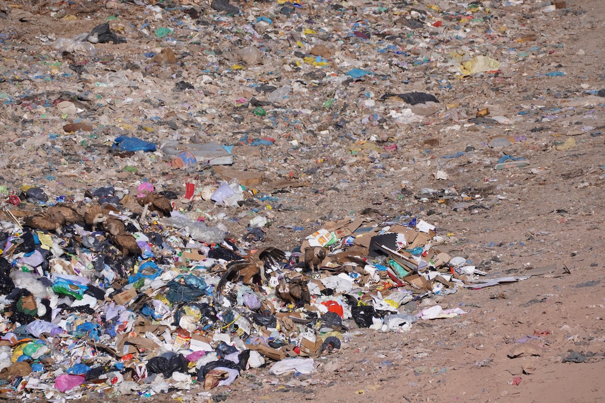 Eurasian Griffon - ML641121703